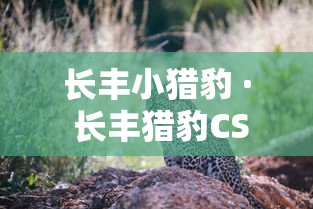 【重大消息】“如何在微乐斗地主打牌赢”(果然有透视挂)
